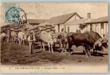 85100 Les Sables-d'Olonne 1906 - Landwirtschaft Tiergespanne Attelage vendeen