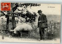 24000 Perigueux 1912 - Trüffelsau Trüffelsucher Perigord Frankatur vorne
