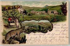Durban 1904 Lithographie Mariannhill Trappisten Mission Leopoard Lourdes Storch Kraal