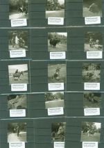69483 W6948 Siedelsbrunn Lot mit 23 Fotos Originale aus dem Archiv eines Ansichtskartenverlages Tierpark