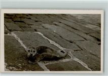 Seehund Robbe