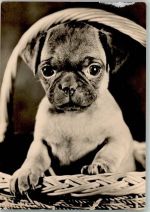 Boxerwelpe Boxer