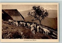 Serie Idylle Nr. 119, Austrieb zur Weide, Landwirtschaft, sehr gute Erhaltung AK Elchlepp