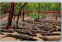 St. Augustine Florida Alligator-Farm Krokodil