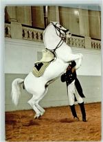 Wien 1. Bezirk, Innere Stadt Spanische Reitschule Courbette an der Hand Spanische Reitschule