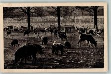 01468 O8105 Moritzburg b Dresden - Wildschwein- und Rotwildgehege Wildfütterung