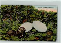 Florida Artistic Serie Nr. 2198 Alligator Eggs Hatching, Florida, gute Erhaltung Krokodil