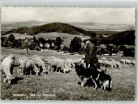 02779 O8813 Waltersdorf b Zittau - Blick zum Butterberg Schäfer mit Schafherde Schäferhunde