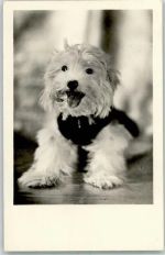 Yorkshire Terrier 1953 Foto AK