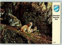 Der Luchs im Nationalpark Bayr. Wald AK Raubkatze