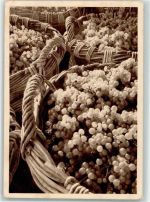 Reims Weinlese Raisins de la Cote des Blancs White Grapes Werbung Mumm Wein