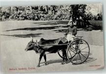 Bulloch hackery Motiv Sri Lanka / Ceylon