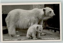 W1000 Berlin Mitte Zoologischer Garten Eisbärin mit Jungem Eisbär
