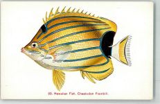 Honolulu Künstlerkarte Hawaii Chaetodon Fremblii Fisch Ort lt. VerlagHawaii