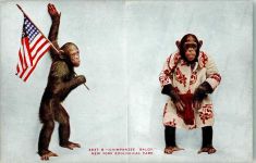 New York City Chimpanse Baldy New York Zoo Affe