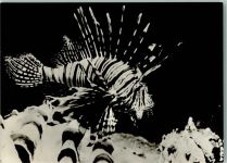 Rotfeuerfisch Fisch