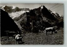 Grindelwald Bergbahn Kühe Sessellift