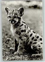 Junger Puma 1976 Raubkatze