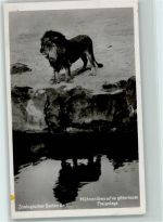C/2256 Mähnenlöwe auf der gitterlosen Freianlage ca 1936 Foto AK Zoo