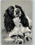 Cocker Spaniel ca 1955 AK Spaniel
