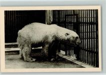 Wien Schönbrunn - Eisbär ca 1930 AK Zoo