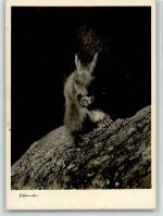 Foto 1966 AK Eichhörnchen