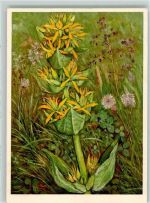 sign. Zeltner Gelber Enzian Nr. 165 Blume 1939 Künstlerkarte