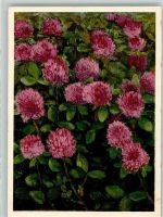 sign. Zeltner Wiesen-Klee Nr. 103 Blume 1935 Künstlerkarte