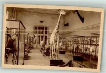 Tervuren Tervueren Foto AK Ausstellung Zootiere