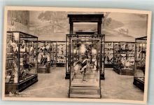 Tervuren Tervueren Foto AK Ausstellung Museum Vögel