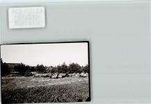 29640 W3043 Schneverdingen FOTO KEINE AK Heideschnucken