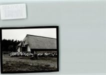 21256 W2111 Inzmühlen FOTO KEINE AK Schafstall, Reetdach, Schäfer