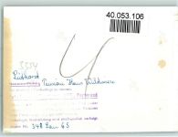 37586 W3354 Lüthorst FOTO KEINE AK Pension Haus Wildwiese