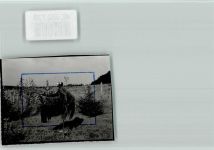 37603 W3450 Silberborn FOTO KEINE AK Geier