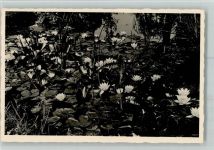 Seerosen Teich Seerose