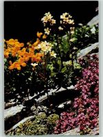 Hornklee, Trauben-Steinbrech und echter Thymian AKU1 Blume