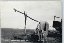 3631 Oedwinkel - Pferd Kutsche Feld