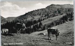 87544 W8976 Gunzesried - Kuh, Blaicher Horn