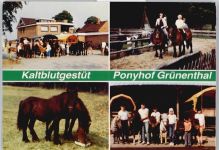 25767 W2243 Albersdorf , Holst - Kaltblutgestüt Ponyhof Grünenthal