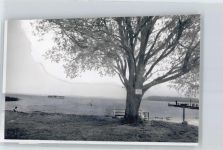 26160 W2903 Dreibergen FOTO KEINE AK Foto mit Negativ, Baum am See