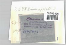 25770 W2248 Hemmingstedt FOTO KEINE AK Foto mit Negativ