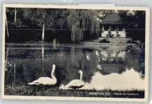 01945 O7801 Senftenberg - Stadtpark, Schwan