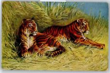 Künstlerkarte, Tiger Raubkatze
