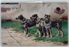 junge Hunde Schönian, A.