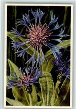 Centauris montana L. - Berg-Flockenblume Blume