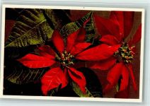 Poinseffia pulcheerrima Willd. - Weihnachtsstern Blume