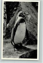 Pinguin des Versandhauses Nordland AK Pinguin 1956