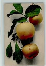 Früchte im Farbenlichtdruck Nr. 713 - sehr gute Erhaltung AK Rommel 1921
