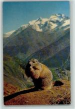 Murmeltier - Marmotte AK Bergtier