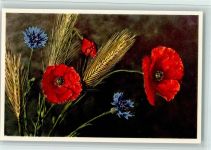 Papaver Rhoeas b. - Feuermohn Centaurea Cyanus b. - Kornblume Blume